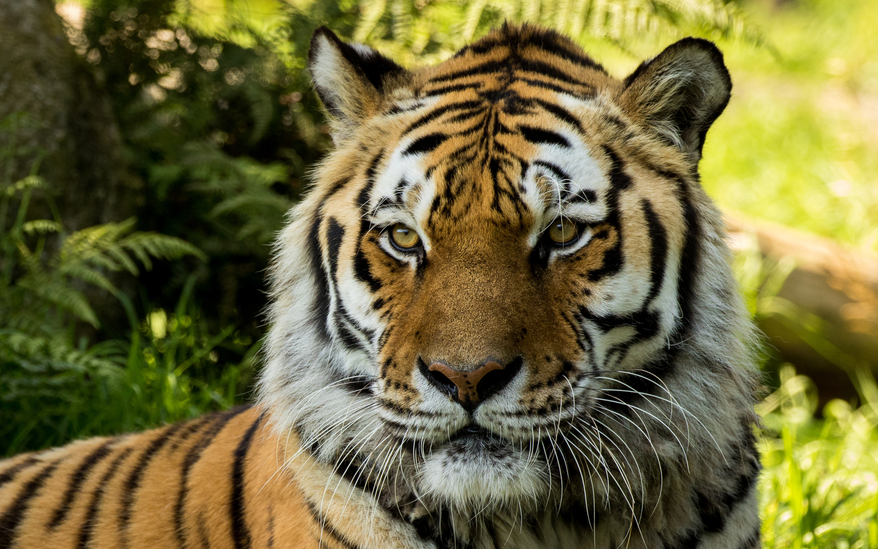 Vladimir Siberian Tiger at Dartmoor Zoo8598914494